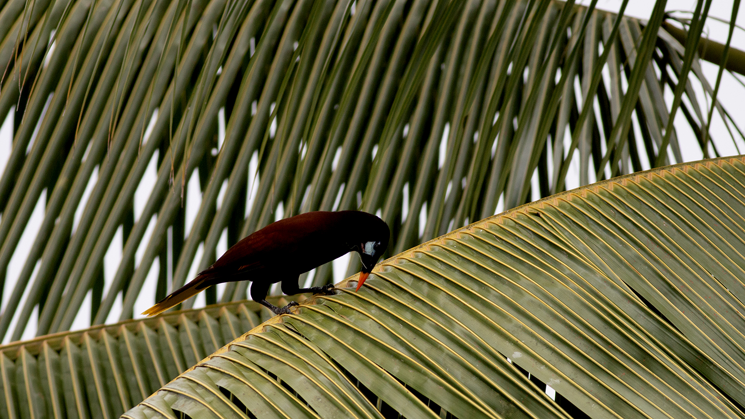 Montezuma Oropendola